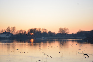 birds flying in the sunset in Schärding, Austria