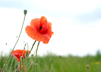 Obraz premium A field of wild red poppies on a bright sunny day. Blooming opium flowers. Colorful summer landscape