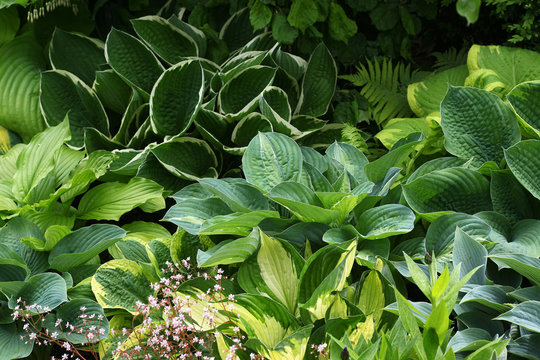 Verschiedene Hosta - Funkien Pflanzen im schattigem Staudenbeet in voller Bl&auml;tterpracht