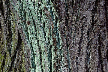 Texture of the bark of an old tree