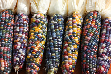Farbenfroher Regenbogen Mais, Glasgem Corn, ein buntes Lebensmittel