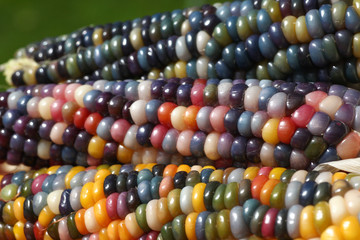 Drei bunte Maiskolben von der Regenbogen Mais Pflanze, einem überliefertem Saatgut von Indianern