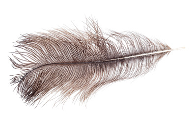 brown ostrich feather isolated on white