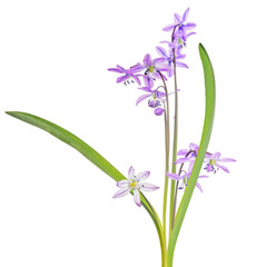 lilac scilla flowers with green leaves