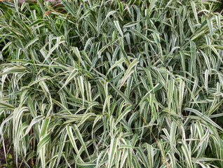Natural background of many long soft and hard focus green leaf