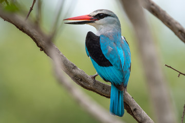 A woodland kingfisher - Halcyon senegalensis - perches on a twig in the Kruger National Park in...