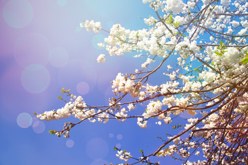 Spring diffuse background with blue sky and branches of blooming sakura tree