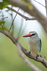 A woodland kingfisher - Halcyon senegalensis - perches on a twig in the Kruger National Park in South Africa