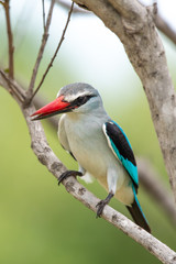 A woodland kingfisher - Halcyon senegalensis - perches on a twig in the Kruger National Park in South Africa