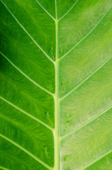 Light on Green Leaf In Soft Focus Texture Detail for Abstract Background.