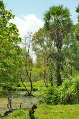 Exotic Panorama view on green tropic  lake