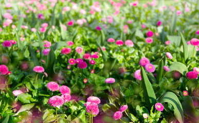 Obraz premium Abstrakt background of spring pink camomiles flofer weadow. 