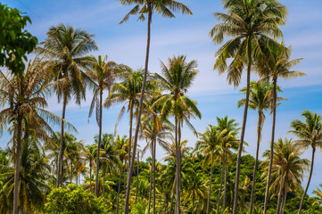 Coconut palms in the wild jungle grow on the beach of a tropical island in the Ocean