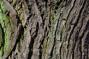Oak bark texture