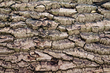 Old dry wooden bark texture. Background for wallpapers