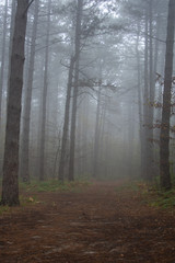 Naklejka premium Morning in the old forest.