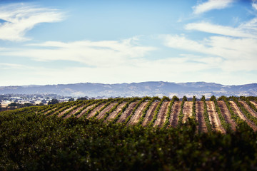 A view of a California Vineyard with mountains in the background 