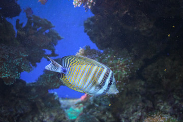 Wonderful tropical fish in a large aquarium