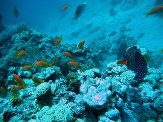 Naklejka na ściany i meble Little yellow fish swiming near corals in deep blue ocean