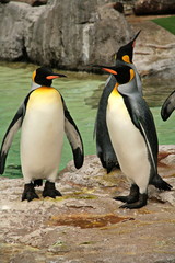 king penguins with yellow tufts