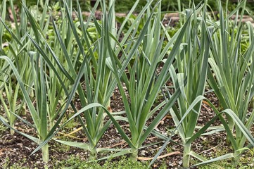 Fototapeta premium Closeup of leeks in a vegetable garden