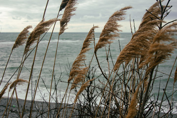Obraz premium Black Sea in the winter.