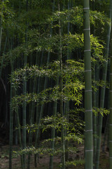 Bamboo forest in Arashiyama, Kyoto, Japan