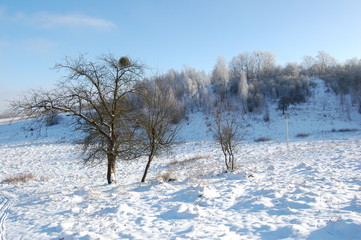Winter cold day in fores.