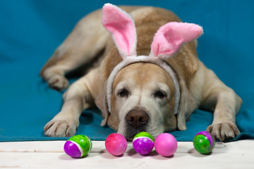 Labrador dog in a rabbit costume on a blue background with colorful easter eggs.
