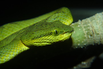 Bamboo pit viper, Indian tree viper, Trimeresurus gramineus is a venomous pitviper species 