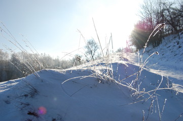 Winter cold day in fores.