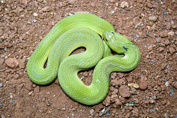 Green Keelback, Macropisthodon plumbicolor also called the Lead Keelback, 