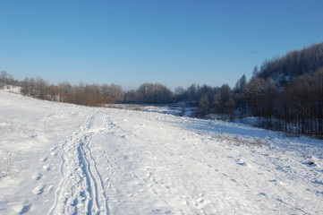 Winter cold day in fores.