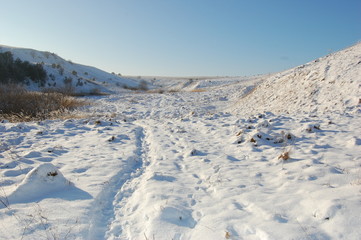Winter cold day in fores.