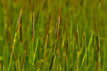 grass with dew drops on a green background