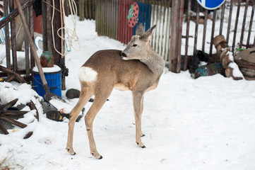 Roe deer portrait on white snow background