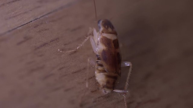 small cockroach eating and wiggling its whiskers top view macro shot. 4K resolution real time. wood floor