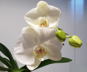 Orchidee phalaenopsis