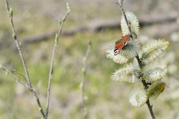 The day peacock eye butterfly sits on flowering willow buds in early spring. Background
