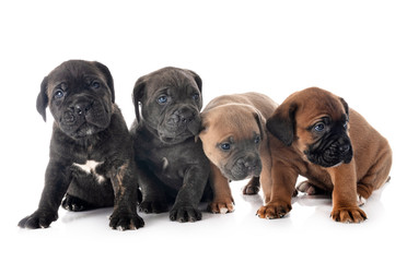 Obraz premium puppies cane corso