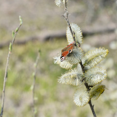 The day peacock eye butterfly sits on flowering willow buds in early spring. Background