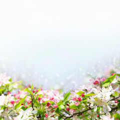 Spring abstract diffuse background with  branches of blooming apple and cherry tree and falling petals