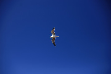 Horizontal view. A seagull, soaring in the blue sky.