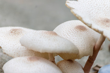 wild mushroom on the ground in nature