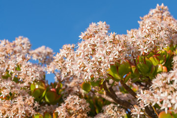 Flowering succulent plant close up. Succulent shrub in bloom in the garden
