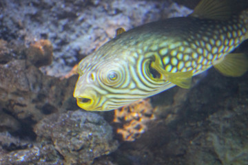 Wonderful tropical fish in a large aquarium