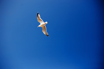A seagull, soaring in the blue sky. Copy space.
