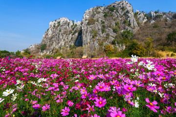 Obraz premium Beautiful pink cosmos field with .Limestone mountains
