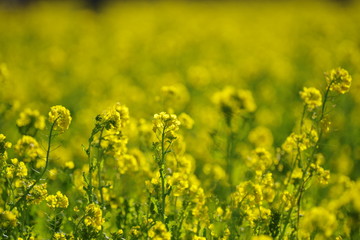 Obraz premium 満開の菜の花畑