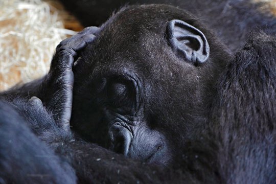 Sleeping black baby gorilla. Animal portrait. Black ape, detail of the head.
